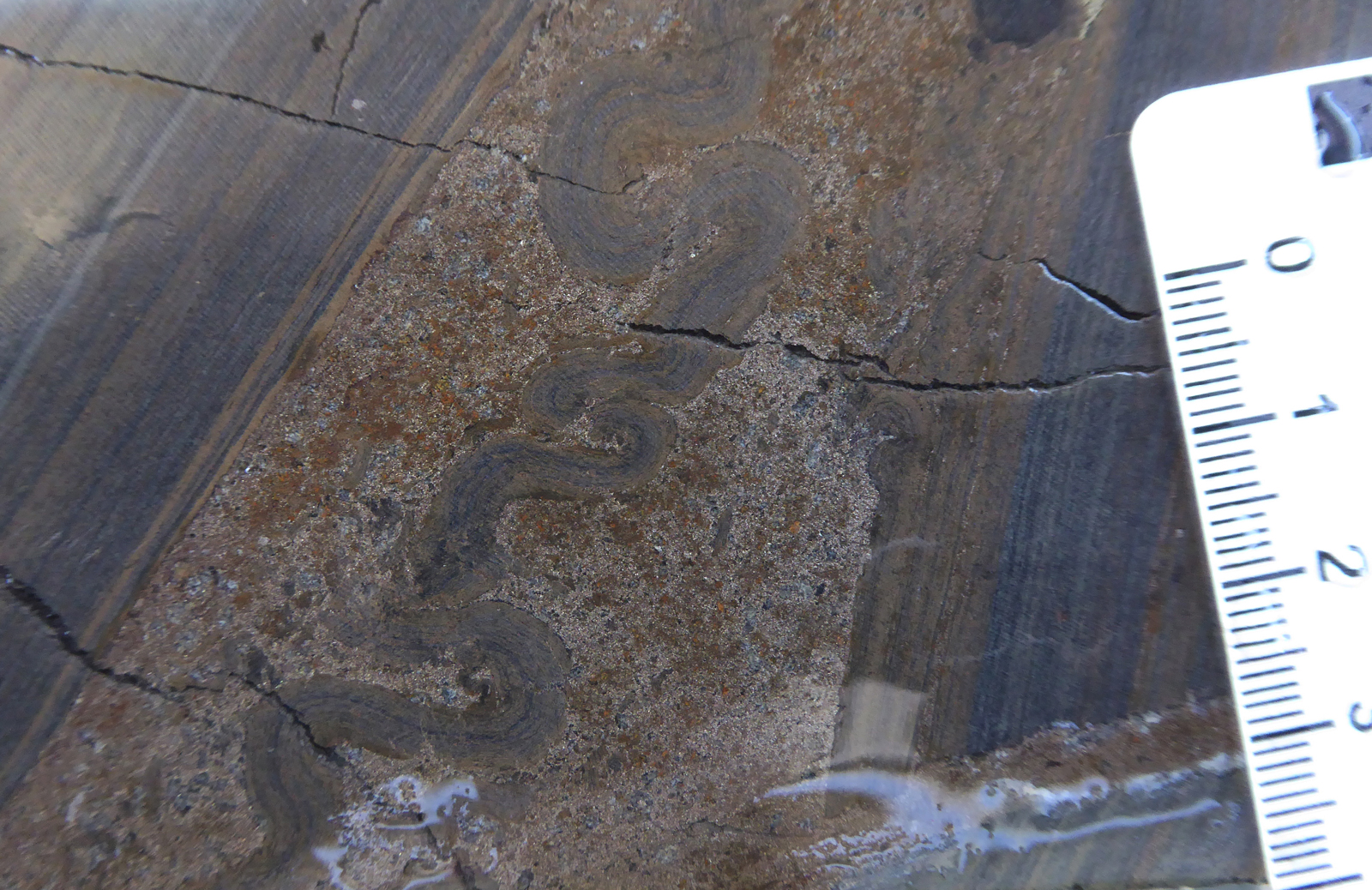 breccia band with folded bed