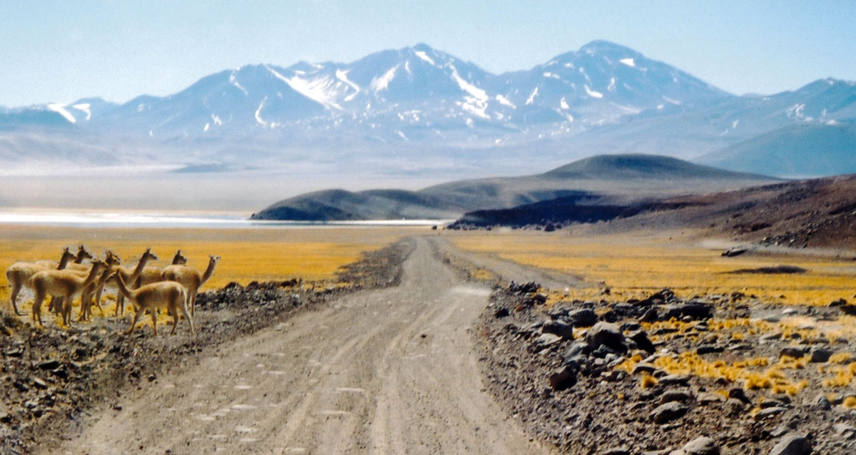 Vicunia in the golden grass